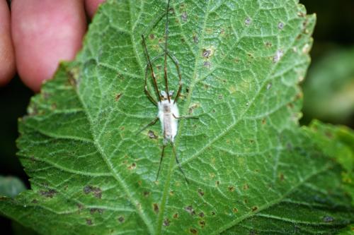Tetragnatha sp.
